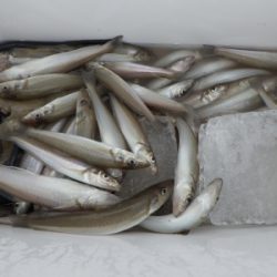 磯部釣船 直栄丸 釣果