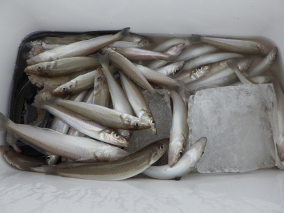 磯部釣船 直栄丸 釣果