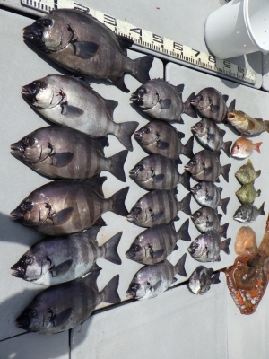 磯部釣船 直栄丸 釣果