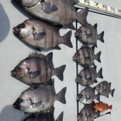 磯部釣船 直栄丸 釣果