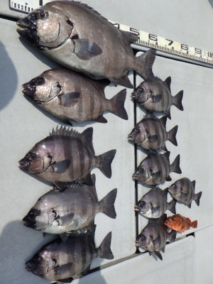 磯部釣船 直栄丸 釣果