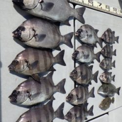 磯部釣船 直栄丸 釣果