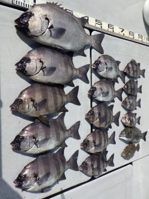 磯部釣船 直栄丸 釣果