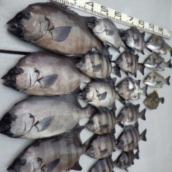 磯部釣船 直栄丸 釣果