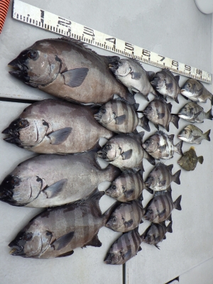 磯部釣船 直栄丸 釣果