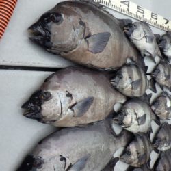 磯部釣船 直栄丸 釣果