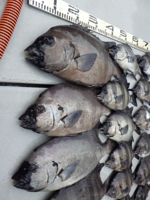 磯部釣船 直栄丸 釣果