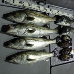 磯部釣船 直栄丸 釣果