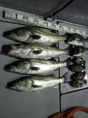 磯部釣船 直栄丸 釣果