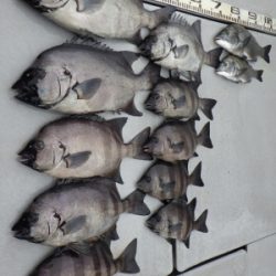 磯部釣船 直栄丸 釣果