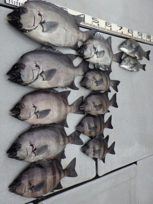 磯部釣船 直栄丸 釣果