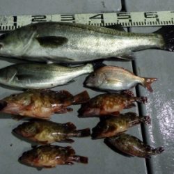 磯部釣船 直栄丸 釣果