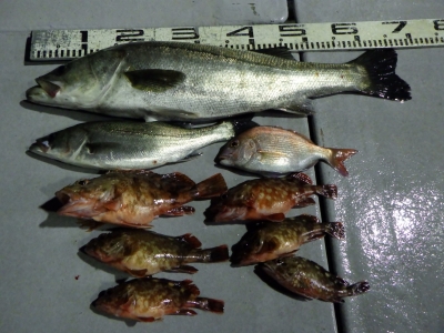 磯部釣船 直栄丸 釣果