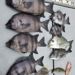 磯部釣船 直栄丸 釣果