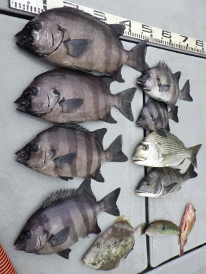 磯部釣船 直栄丸 釣果