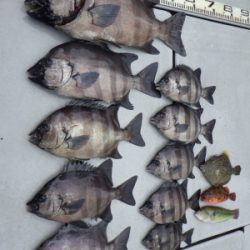 磯部釣船 直栄丸 釣果