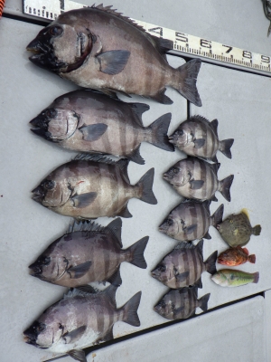 磯部釣船 直栄丸 釣果