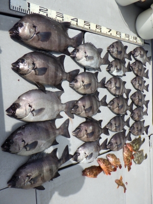 磯部釣船 直栄丸 釣果