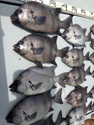 磯部釣船 直栄丸 釣果