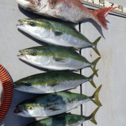 磯部釣船 直栄丸 釣果