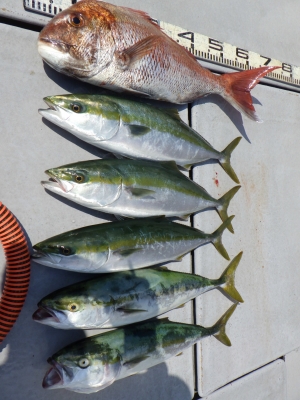 磯部釣船 直栄丸 釣果