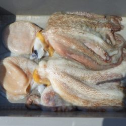 磯部釣船 直栄丸 釣果