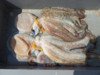 磯部釣船 直栄丸 釣果