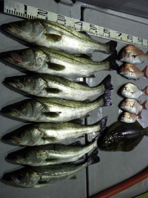 磯部釣船 直栄丸 釣果