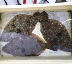 さぶろう丸 釣果