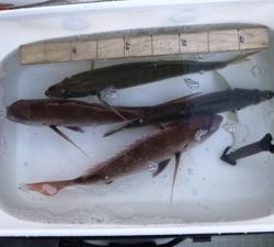 さぶろう丸 釣果