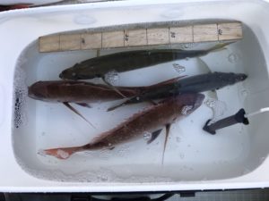 さぶろう丸 釣果