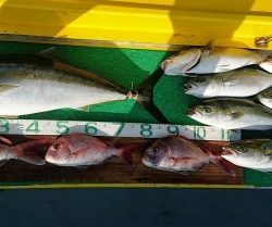 火遠理丸(ほおりまる) 釣果