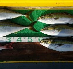 火遠理丸(ほおりまる) 釣果