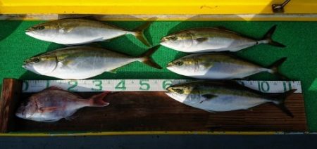 火遠理丸(ほおりまる) 釣果