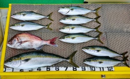 火遠理丸(ほおりまる) 釣果