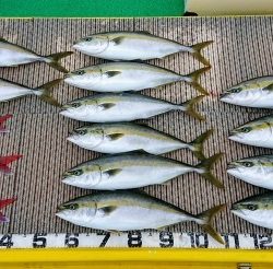 火遠理丸(ほおりまる) 釣果