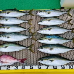 火遠理丸(ほおりまる) 釣果