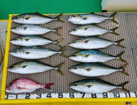 火遠理丸(ほおりまる) 釣果