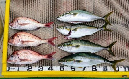 火遠理丸(ほおりまる) 釣果