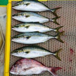 火遠理丸(ほおりまる) 釣果