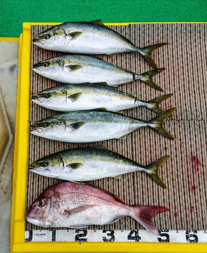 火遠理丸(ほおりまる) 釣果