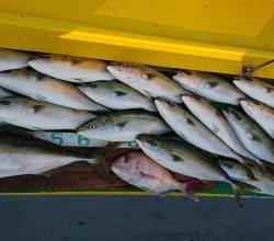 火遠理丸(ほおりまる) 釣果