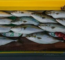 火遠理丸(ほおりまる) 釣果