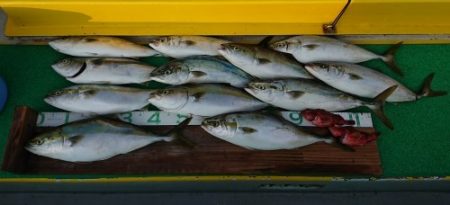 火遠理丸(ほおりまる) 釣果