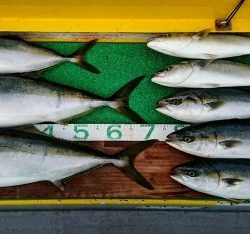 火遠理丸(ほおりまる) 釣果