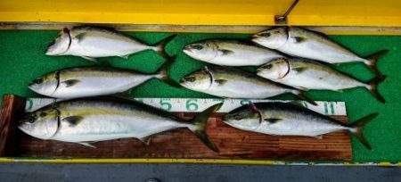 火遠理丸(ほおりまる) 釣果