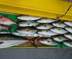 火遠理丸(ほおりまる) 釣果