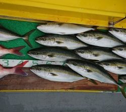 火遠理丸(ほおりまる) 釣果