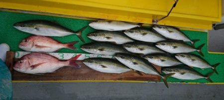 火遠理丸(ほおりまる) 釣果