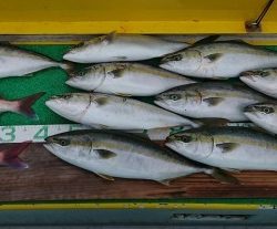 火遠理丸(ほおりまる) 釣果